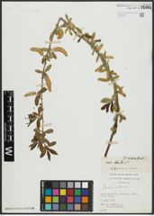 Foto von Salix alba L.